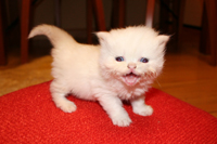 Kitten