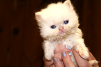 Baby Himalayan