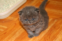 Blue Persian