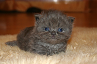 Persian Kitten