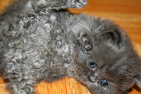 persian