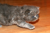 kitty