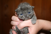 persian kitty