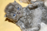 persian