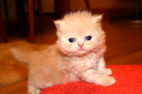 Persian Kitten for Sale