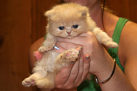 Baby Kitten