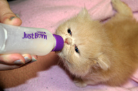 Baby Kitten