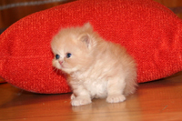 Meow Baby