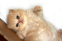 Cute Persian Kitten