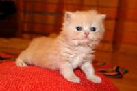Persian