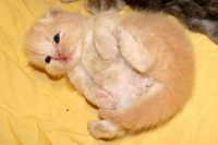 persian kitty for sale