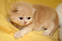 kittens