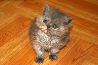 Persian