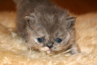 Persian Kitten