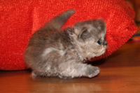 Kitten