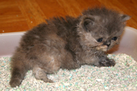 Kittens