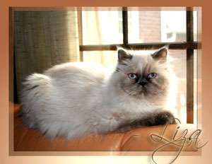 Himalayan Cat