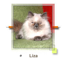 Persian Kitten with Pedigree