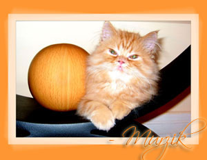 Persian cat