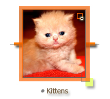 Kittens