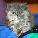 Persian Kitten Empire