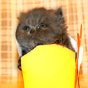 Persian Kitten Empire
