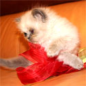 Persian Kitten Empire