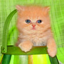Persian Kitten Empire