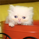 Persian Kitten Empire