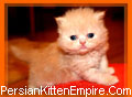 Persian kitten with Pedigree