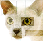 PersianKittenEmpire.COM