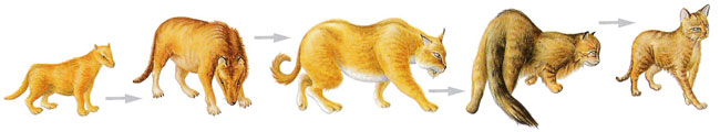 Persian Kitten Empire