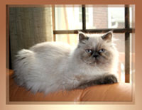 Persian Kittens - Pure Breed Persian & Himalayan Kittens with Pedigree