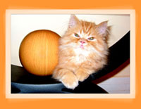 Persian Kittens - Pure Breed Persian & Himalayan Kittens with Pedigree