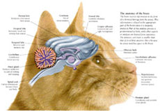 Persian Kitten Empire - Facts