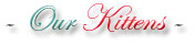 Kittens from PersianKittenEmpire.Com