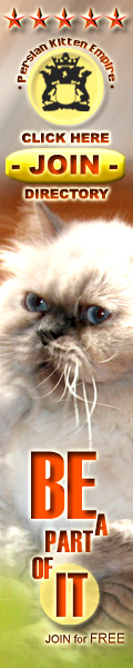 kitten