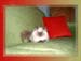 Persian Kittens - Pure Breed Persian & Himalayan Kittens with Pedigree