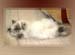 Meow