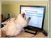 Cat Email