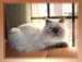 Himalayan Kittens